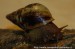 Achatina reticulata ( oblovka rezavá )